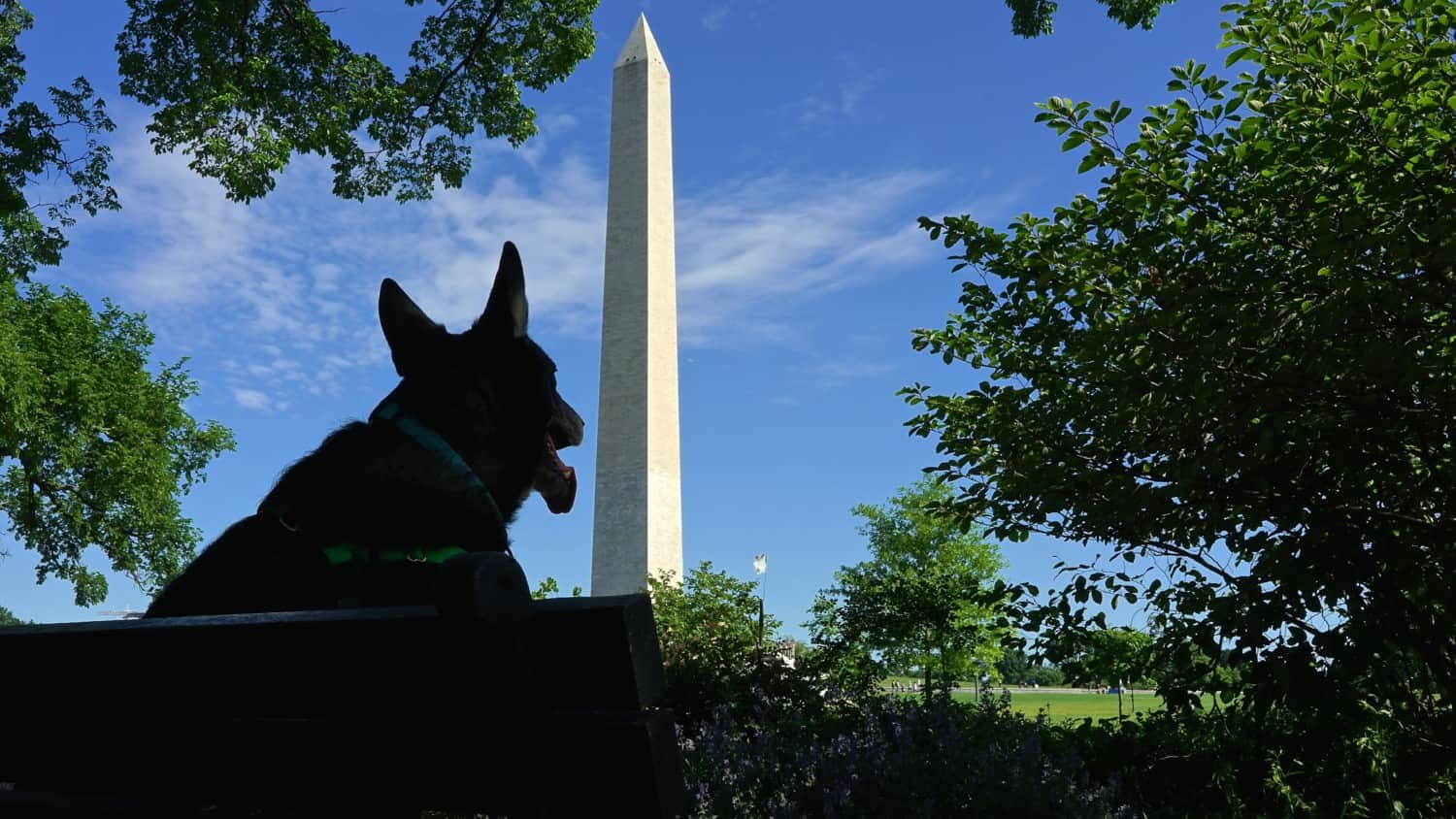 Washington D.C.'s Top Pet Friendly Attractions: The National Mall | GoPetFriendly.com