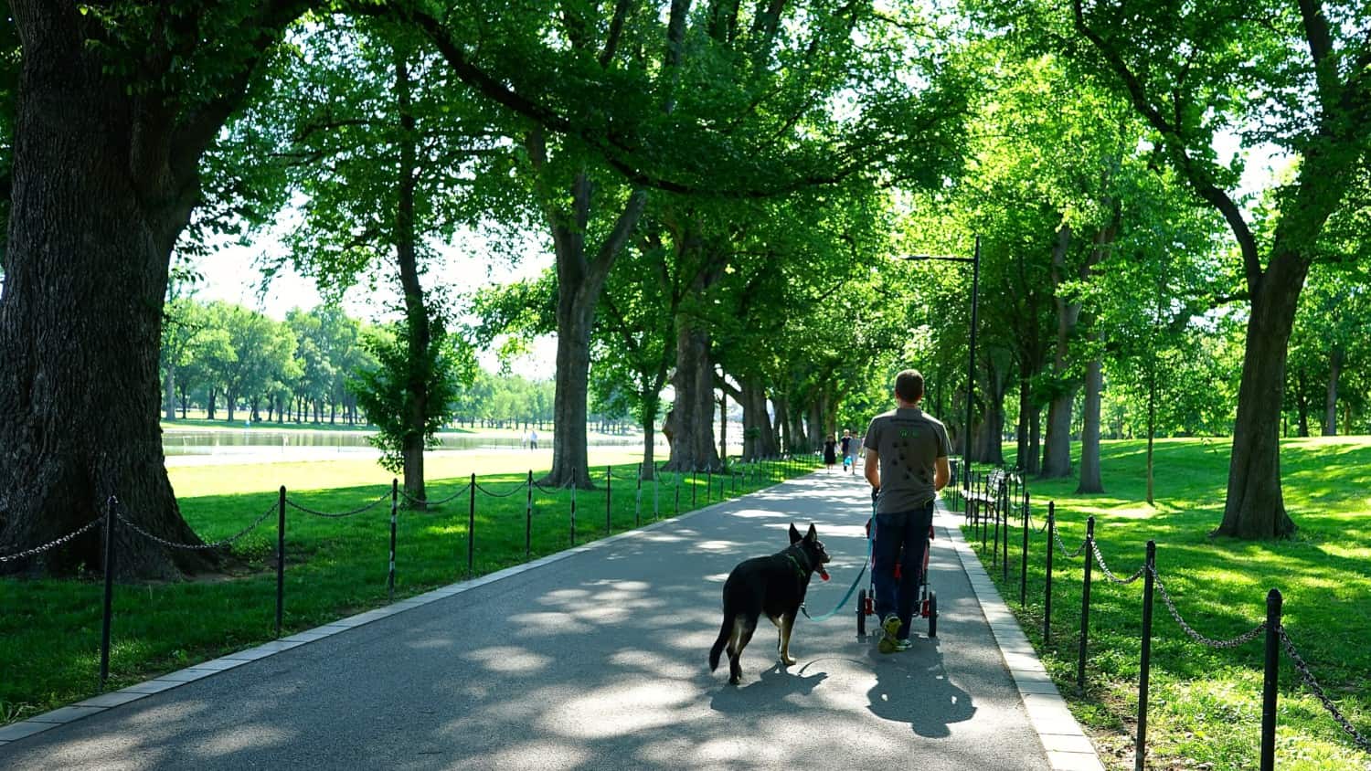 Washington D.C.'s Top Pet Friendly Attractions: The National Mall | GoPetFriendly.com