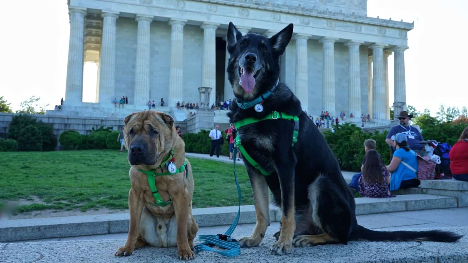 Washington D.C.'s Top Pet Friendly Attractions: The National Mall | GoPetFriendly.com