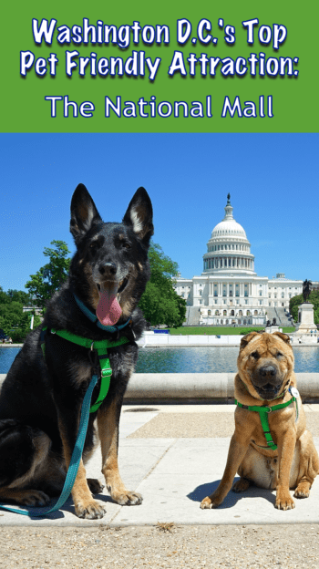 Washington D.C.'s Top Pet Friendly Attractions: The National Mall | GoPetFriendly.com