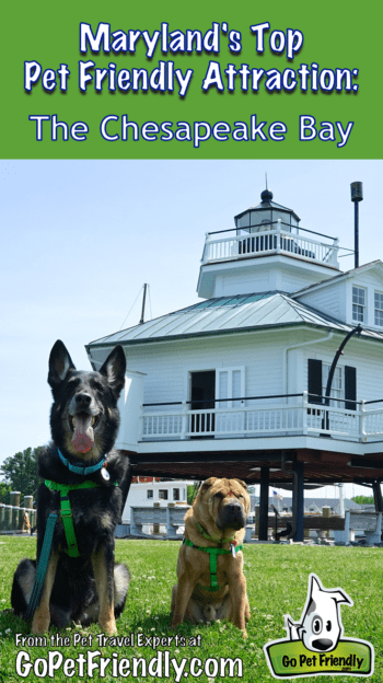 Maryland's Top Pet Friendly Attraction: The Chesapeake Bay | GoPetFriendly.com