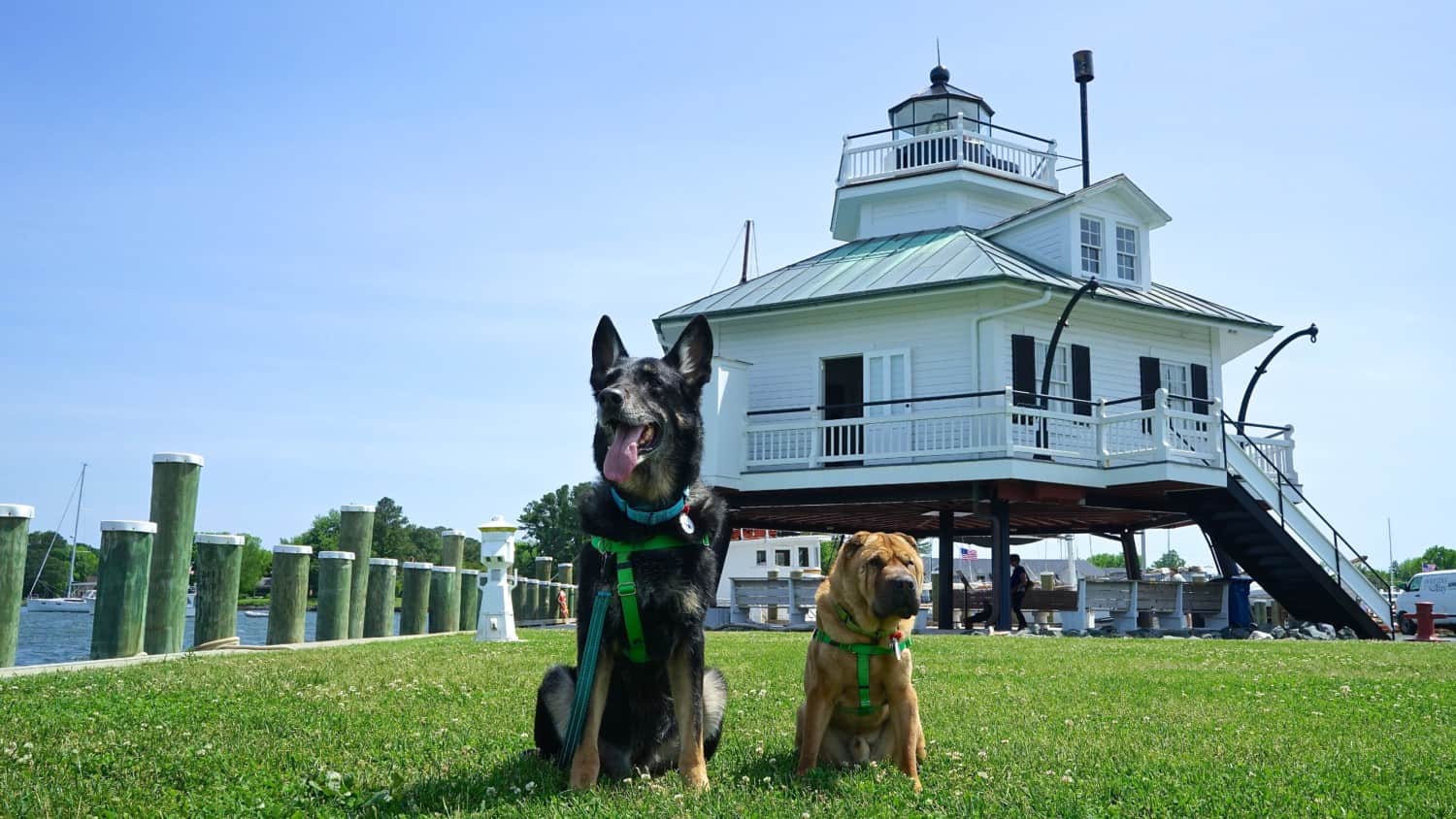 dog friendly tourist attractions near me