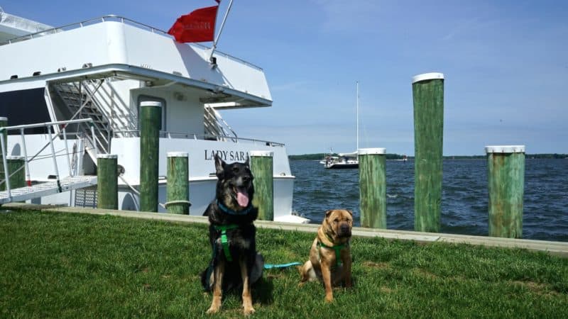 Maryland's Top Pet Friendly Attraction: The Chesapeake Bay | GoPetFriendly.com