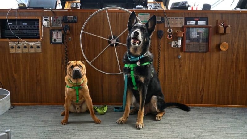 Maryland's Top Pet Friendly Attraction: The Chesapeake Bay | GoPetFriendly.com