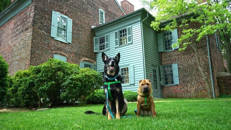 Delaware's Top Pet Friendly Attraction: Historic New Castle | GoPetFriendly.com
