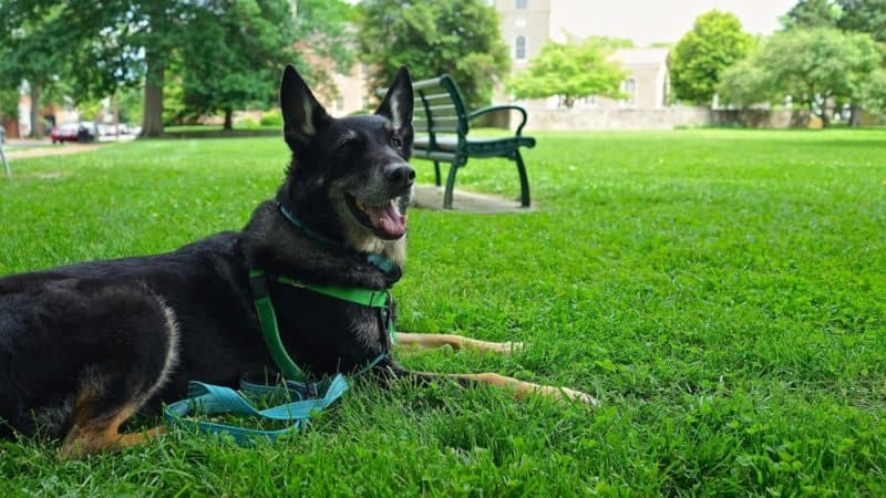 Delaware's Top Pet Friendly Attraction: Historic New Castle | GoPetFriendly.com