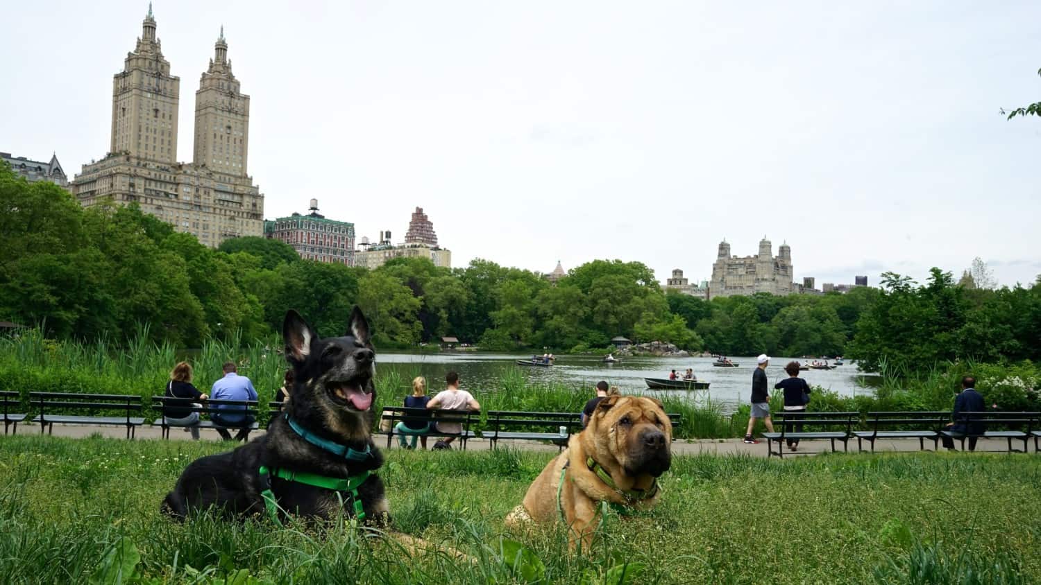 New York's Top Pet Friendly Attraction: Central Park