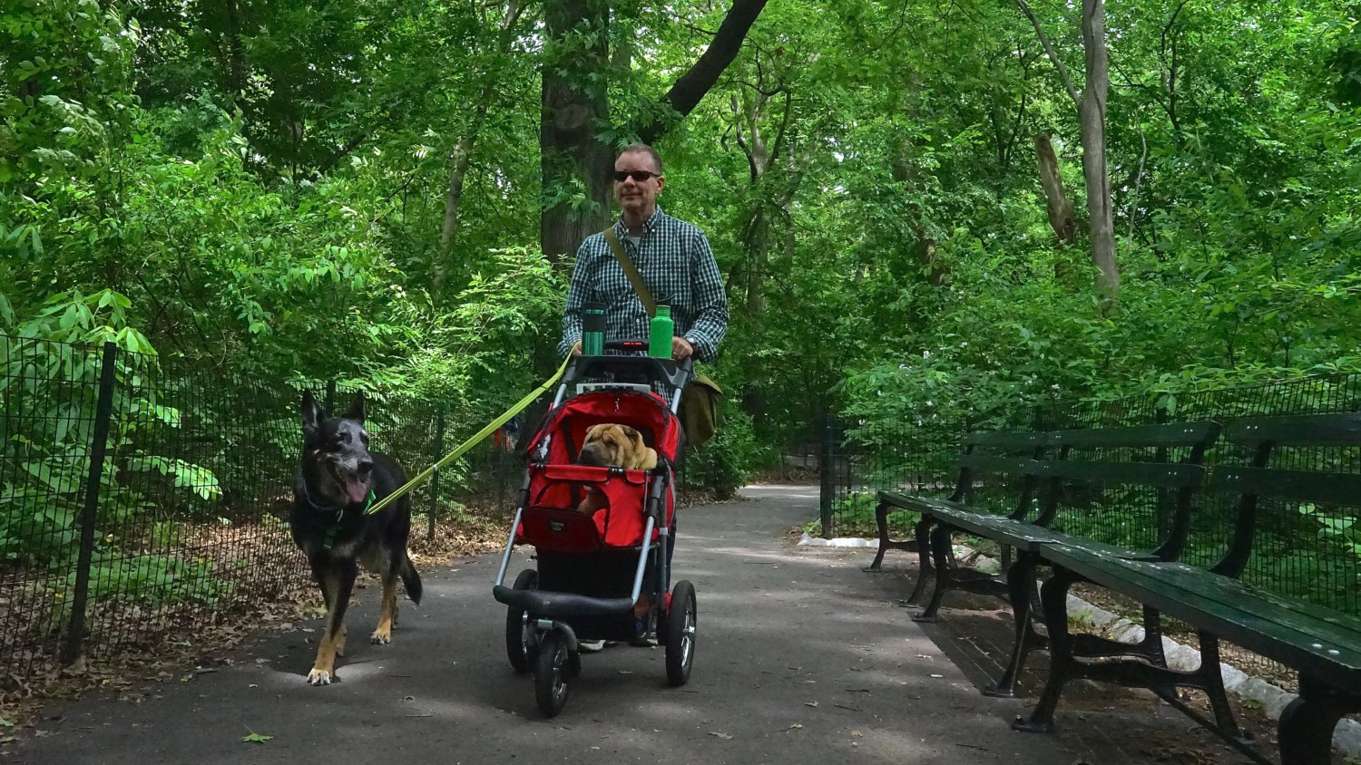 New York's Top Pet Friendly Attraction: Central Park