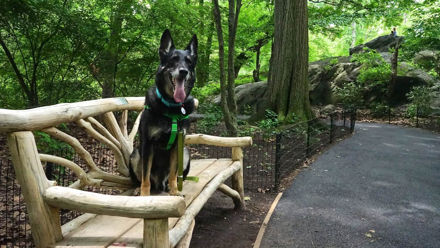 New York's Top Pet Friendly Attraction: Central Park