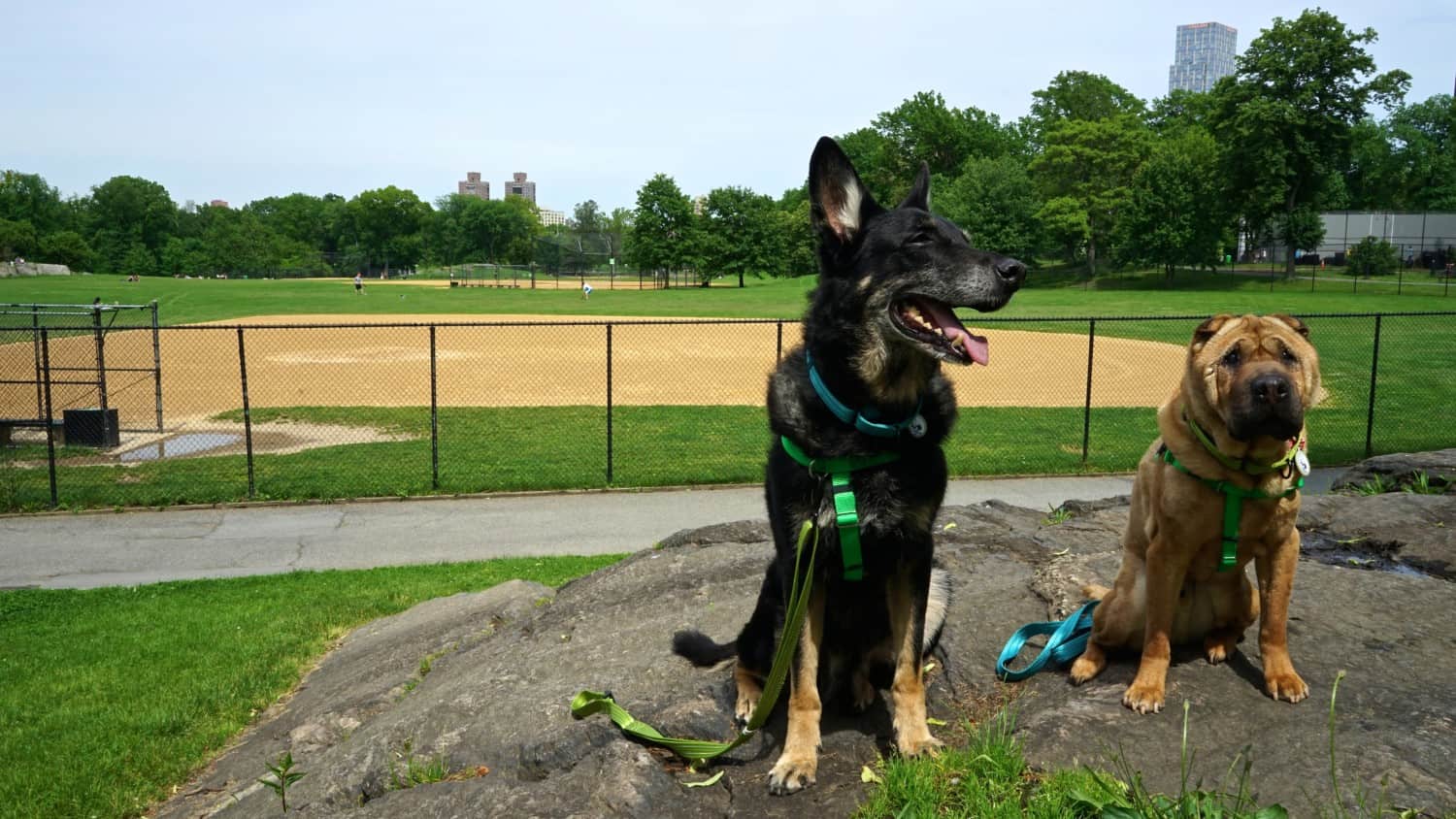 New York's Top Pet Friendly Attraction: Central Park