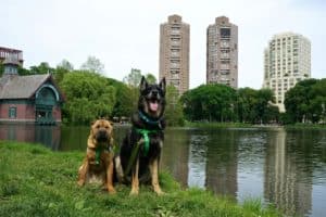 New York's Top Pet Friendly Attraction: Central Park | GoPetFriendly.com