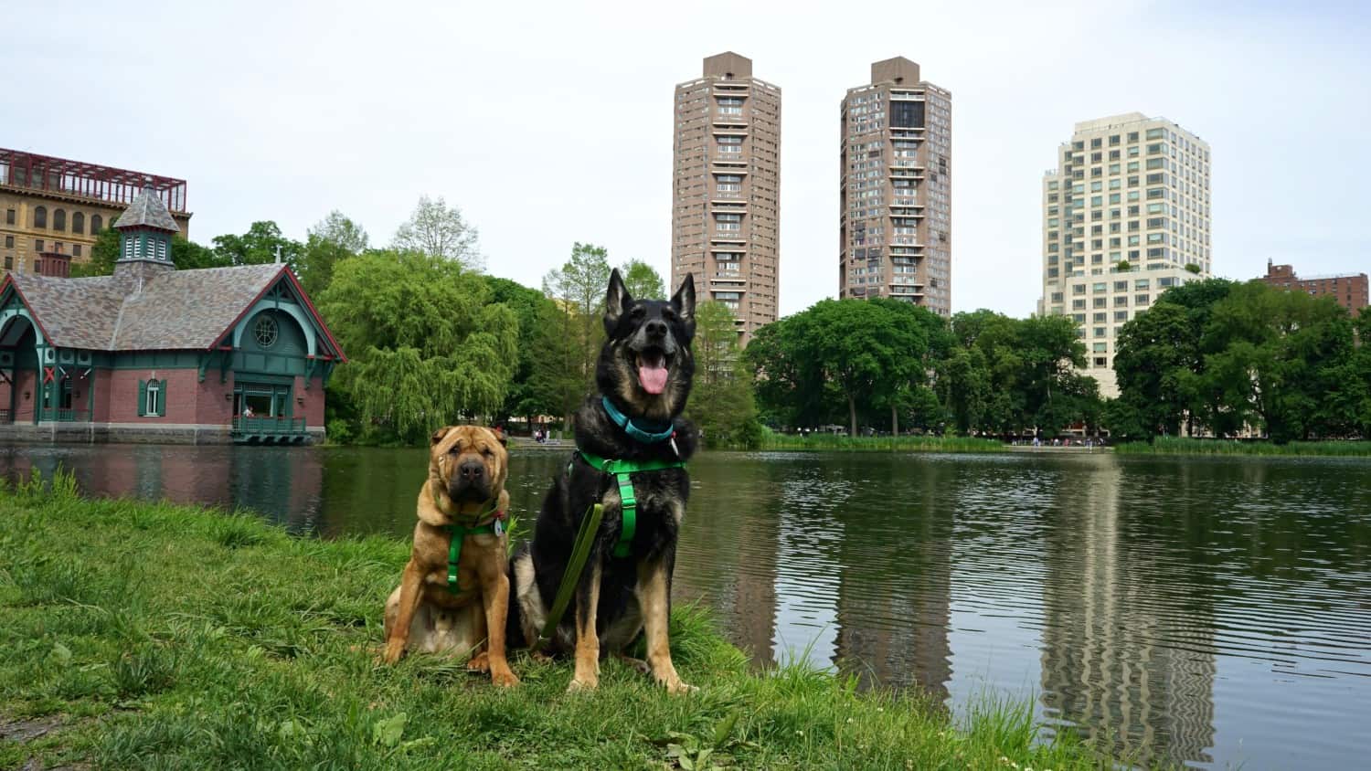 New York's Top Pet Friendly Attraction: Central Park