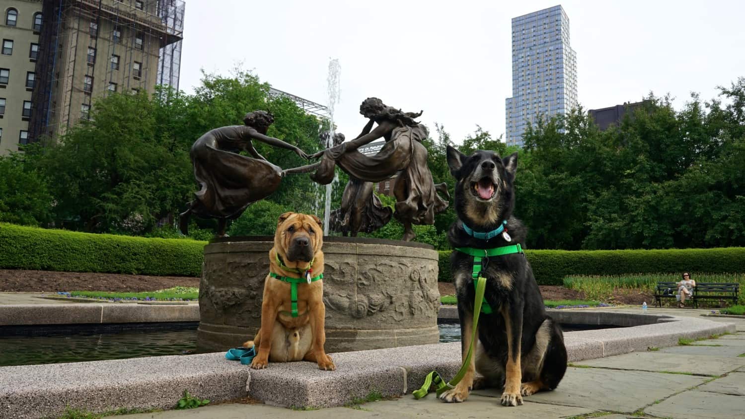 New York's Top Pet Friendly Attraction: Central Park