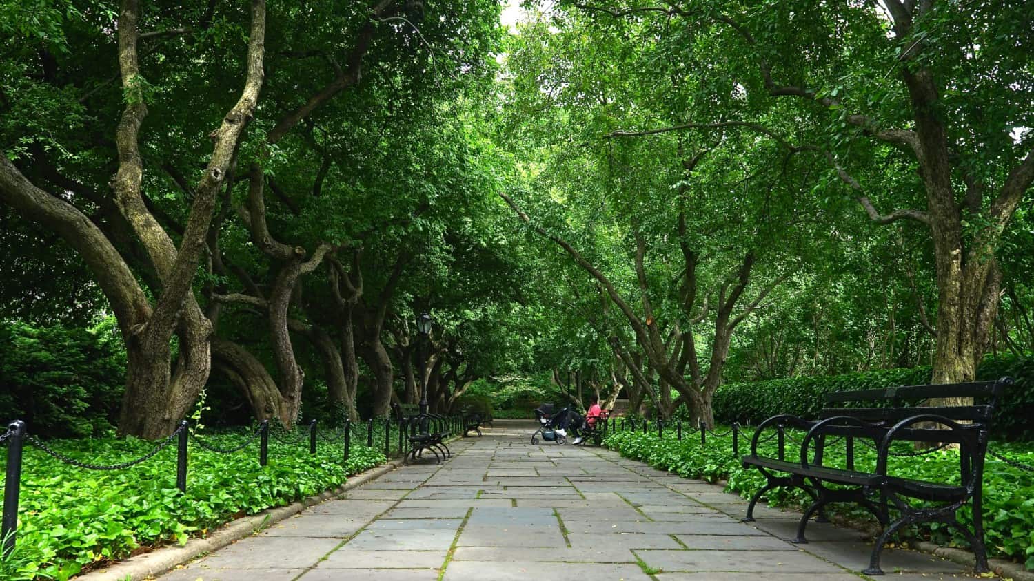 New York's Top Pet Friendly Attraction: Central Park