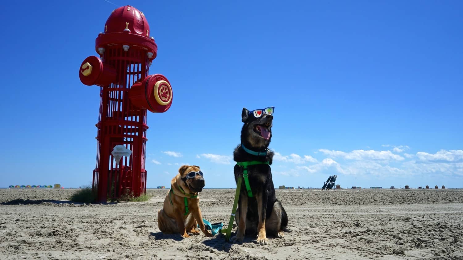 New Jersey's Top Pet Friendly Attraction: Wildwood Dog Beach | GoPetFriendly.com