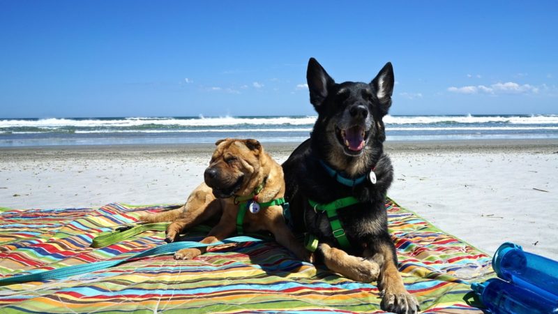 New Jersey's Top Pet Friendly Attraction: Wildwood Dog Beach | GoPetFriendly.com