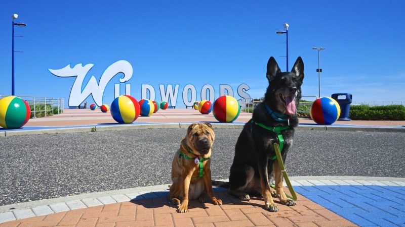 New Jersey's Top Pet Friendly Attraction: Wildwood Dog Beach | GoPetFriendly.com