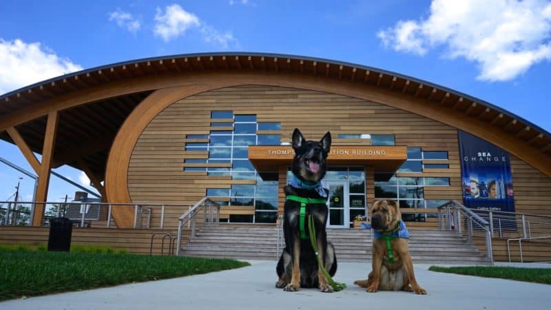 Connecticut's Top Pet Friendly Attraction: Mystic Seaport | GoPetFriendly.com