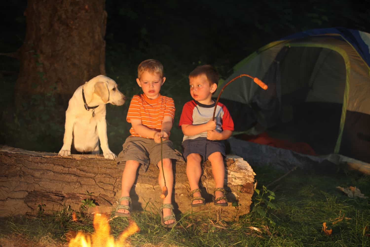 Young dog watching two boys roast hot dogs over a campfire