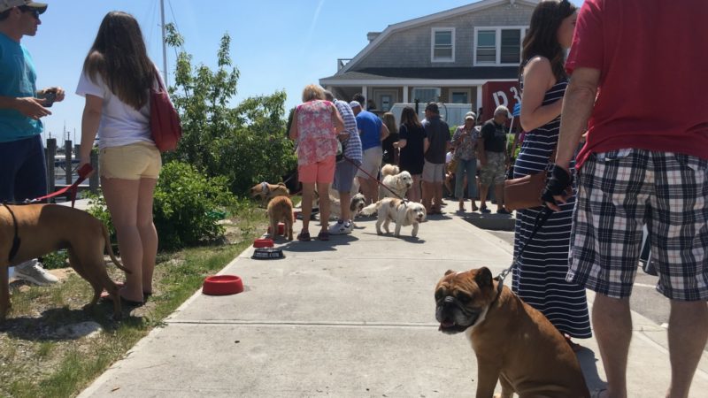 Connecticut's Top Pet Friendly Attraction: Mystic Seaport | GoPetFriendly.com