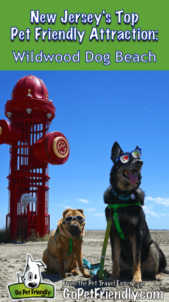 New Jersey's Top Pet Friendly Attraction: Wildwood Dog Beach | GoPetFriendly.com