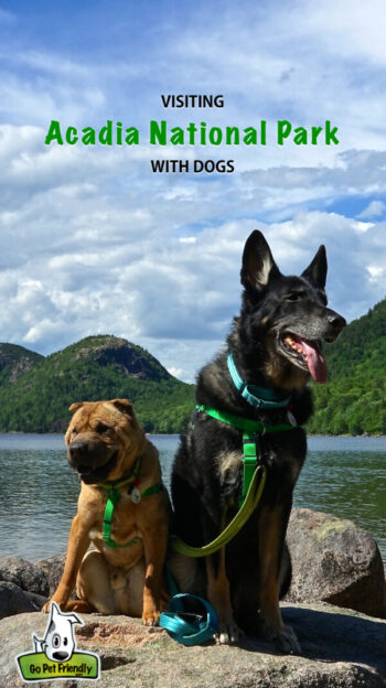 Two smiling dogs sitting on the shore of Jordan Pond in Acadia National Park in Maine