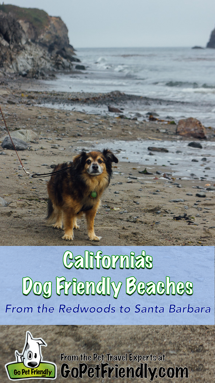 California's Dog Friendly Beaches - From the Redwoods to Santa Barbara | GoPetFriendly.com