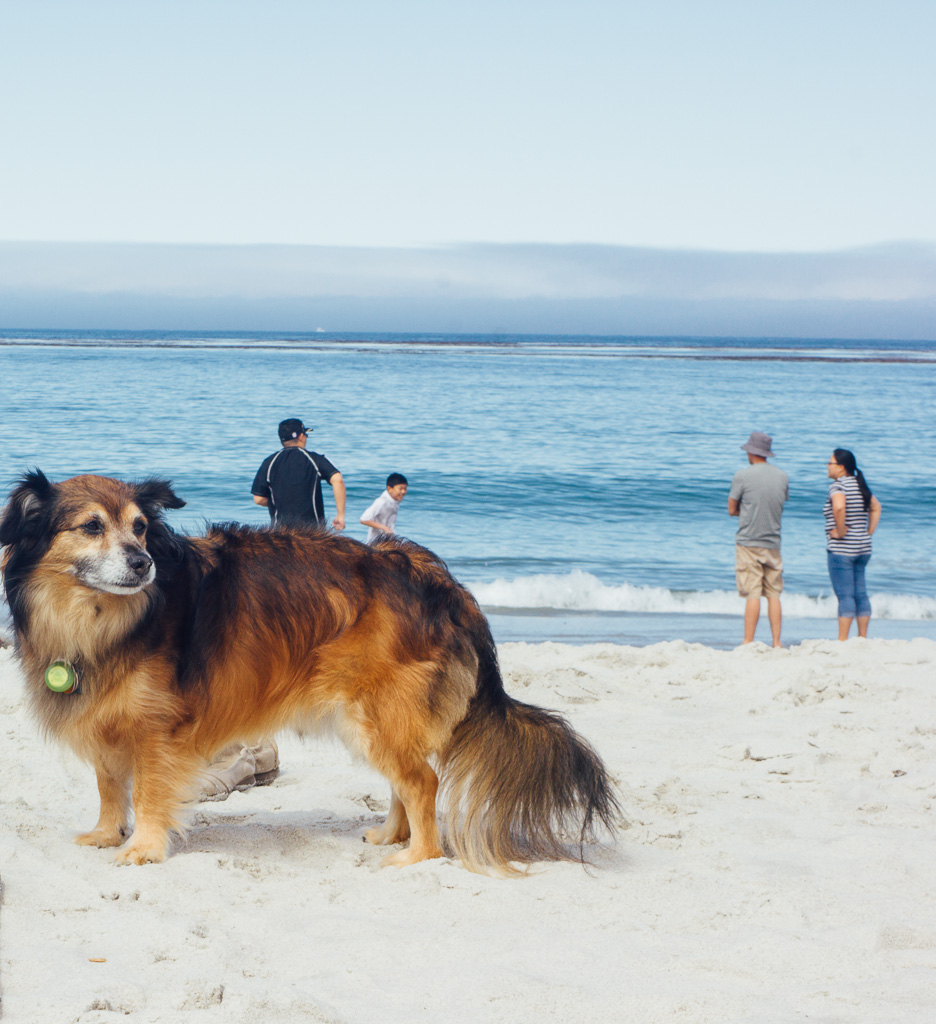 California's Dog Friendly Beaches - From the Redwoods to Santa Barbara | GoPetFriendly.com