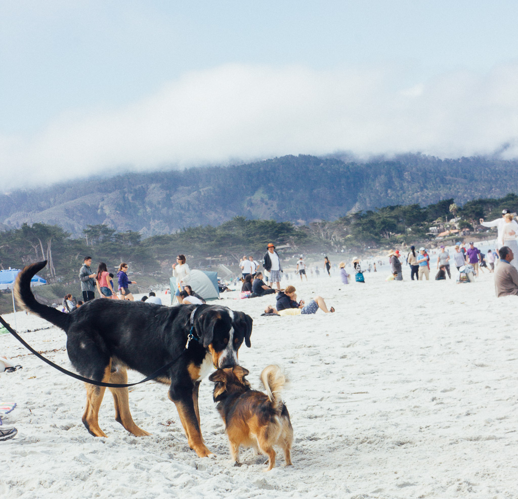 California's Dog Friendly Beaches - From the Redwoods to Santa Barbara | GoPetFriendly.com