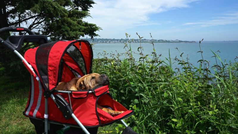 Rhode Island's Top Pet Friendly Attraction: Newport Cliff Walk | GoPetFriendly.com