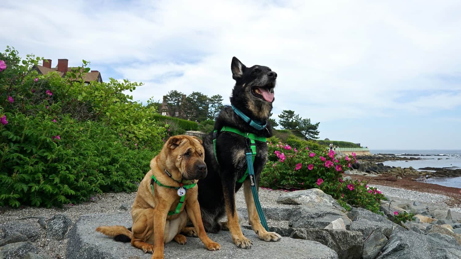 Rhode Island's Top Pet Friendly Attraction: Newport Cliff Walk | GoPetFriendly.com