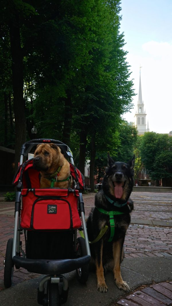 Massachusetts' Top Pet Friendly Attraction: Boston's Freedom Trail | GoPetFriendly.com