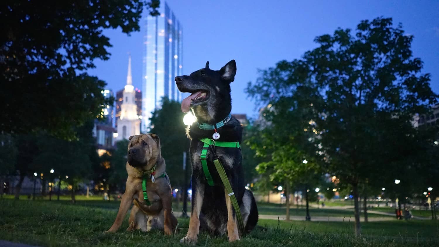 Massachusetts' Top Pet Friendly Attraction: Boston's Freedom Trail