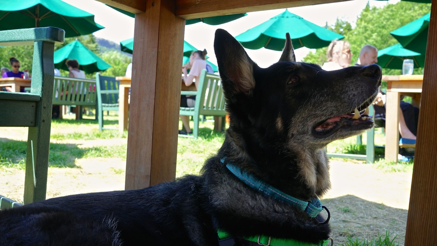 Maine's Top Pet Friendly Attraction: Acadia National Park | GoPetFriendly.com