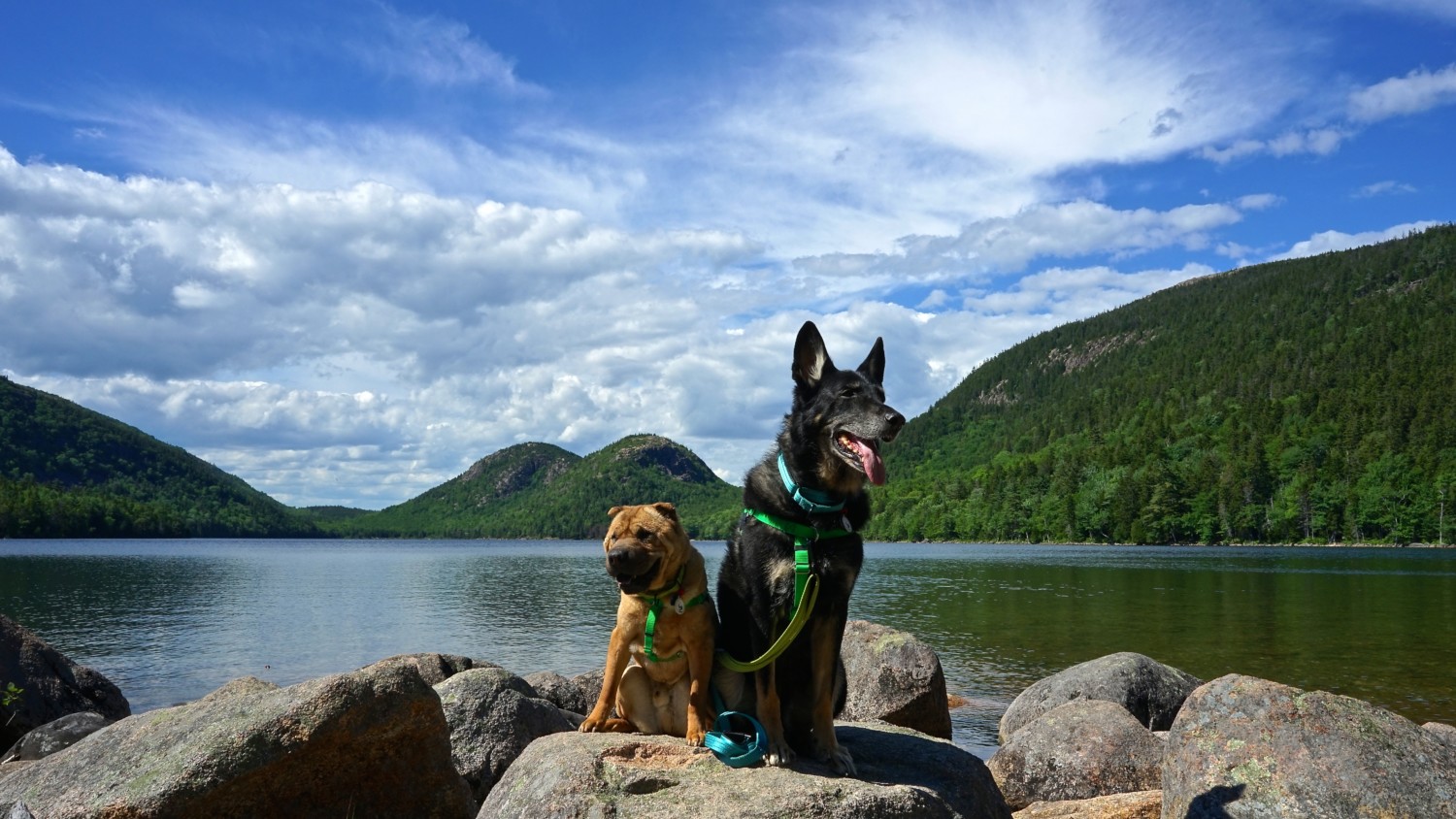 Maine's Top Pet Friendly Attraction: Acadia National Park | GoPetFriendly.com