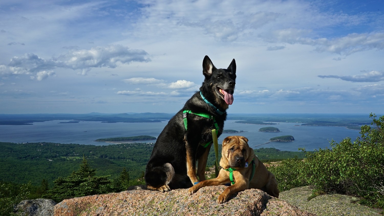 Maine's Top Pet Friendly Attraction: Acadia National Park | GoPetFriendly.com