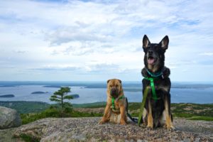 Maine's Top Pet Friendly Attraction: Acadia National Park | GoPetFriendly.com