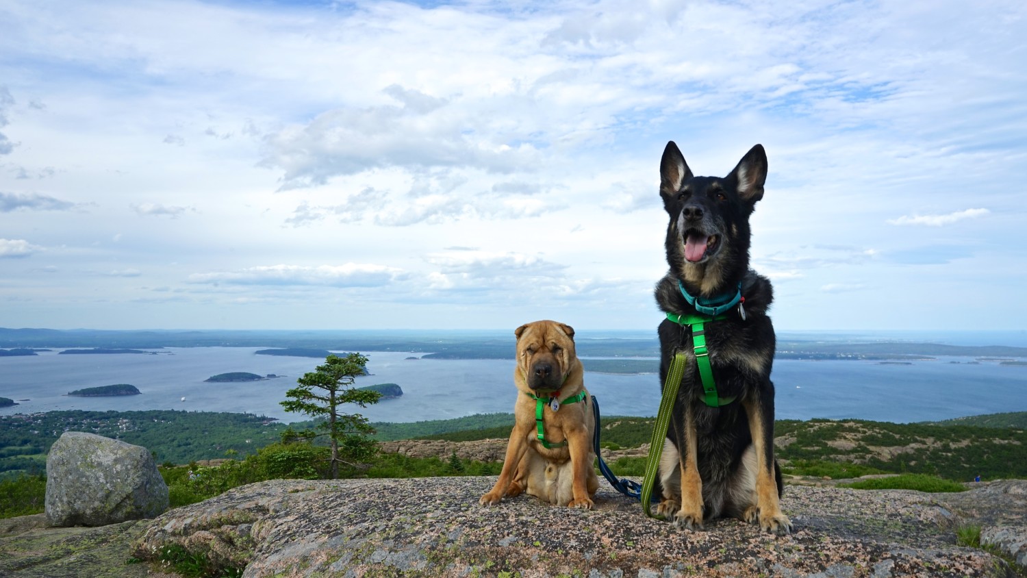 Ty the Shar-pei and Buster the German Shepherd from GoPetFriendly.com on Cadillac Mountain in pet-friendly Acadia National Park, Maine