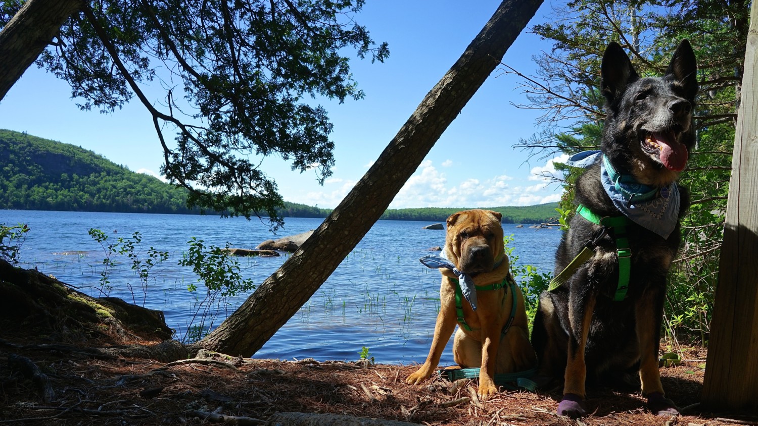 Maine's Top Pet Friendly Attraction: Acadia National Park | GoPetFriendly.com