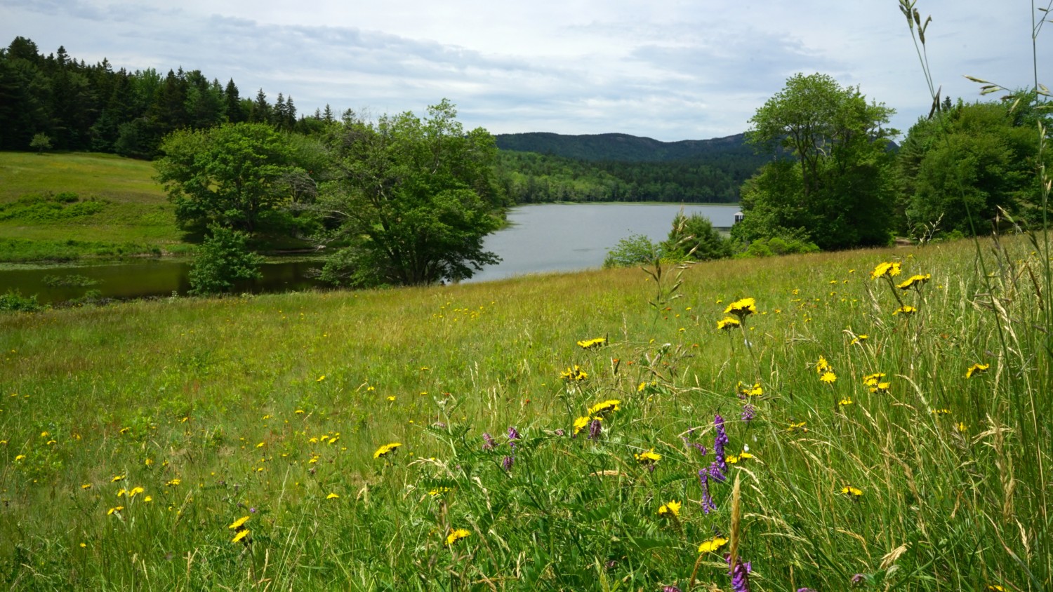 Maine's Top Pet Friendly Attraction: Acadia National Park | GoPetFriendly.com