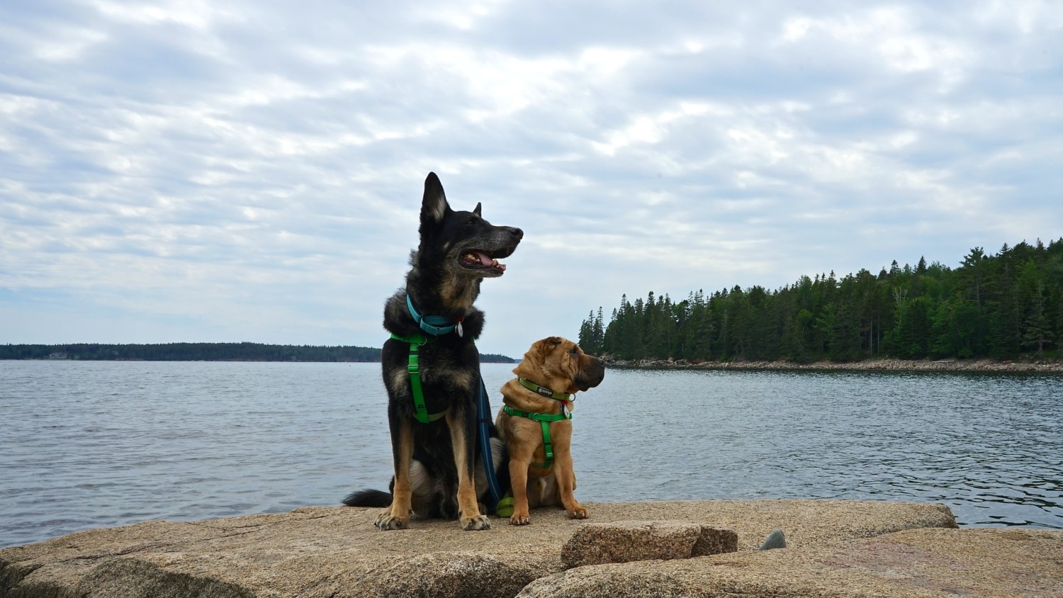 Maine's Top Pet Friendly Attraction: Acadia National Park | GoPetFriendly.com