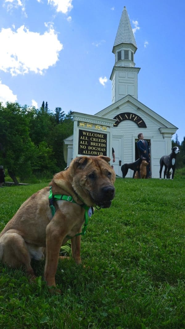 Vermont's Top Pet Friendly Attraction: Dog Mountain | GoPetFriendly.com