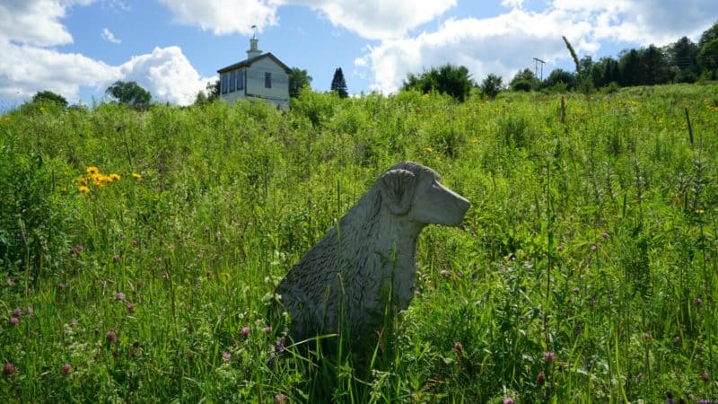 Vermont's Top Pet Friendly Attraction: Dog Mountain | GoPetFriendly.com