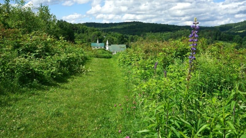 Vermont's Top Pet Friendly Attraction: Dog Mountain | GoPetFriendly.com