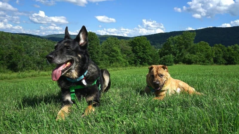 Vermont's Top Pet Friendly Attraction: Dog Mountain | GoPetFriendly.com