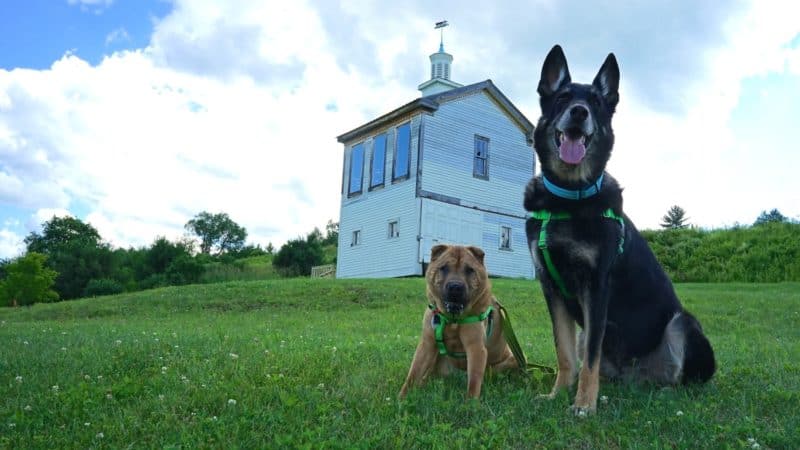 Vermont's Top Pet Friendly Attraction: Dog Mountain | GoPetFriendly.com