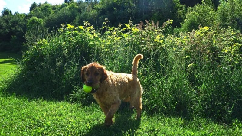 Vermont's Top Pet Friendly Attraction: Dog Mountain | GoPetFriendly.com