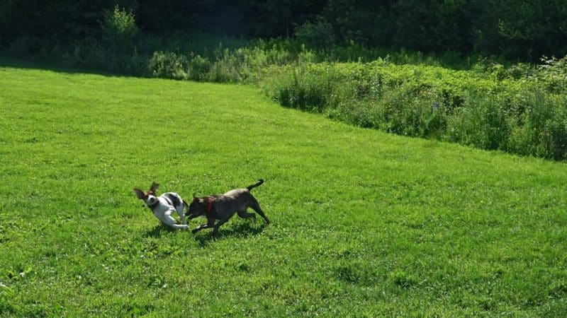 Vermont's Top Pet Friendly Attraction: Dog Mountain | GoPetFriendly.com