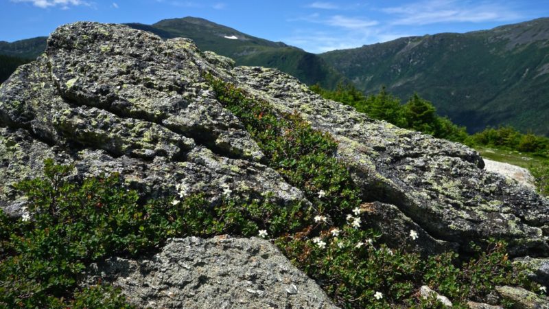 New Hampshire's Top Pet Friendly Attraction: Mount Washington | GoPetFriendly.com