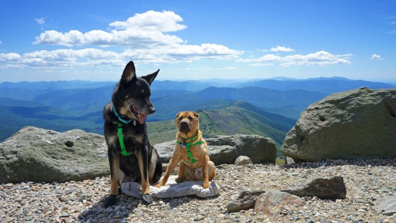 New Hampshire's Top Pet Friendly Attraction: Mount Washington | GoPetFriendly.com